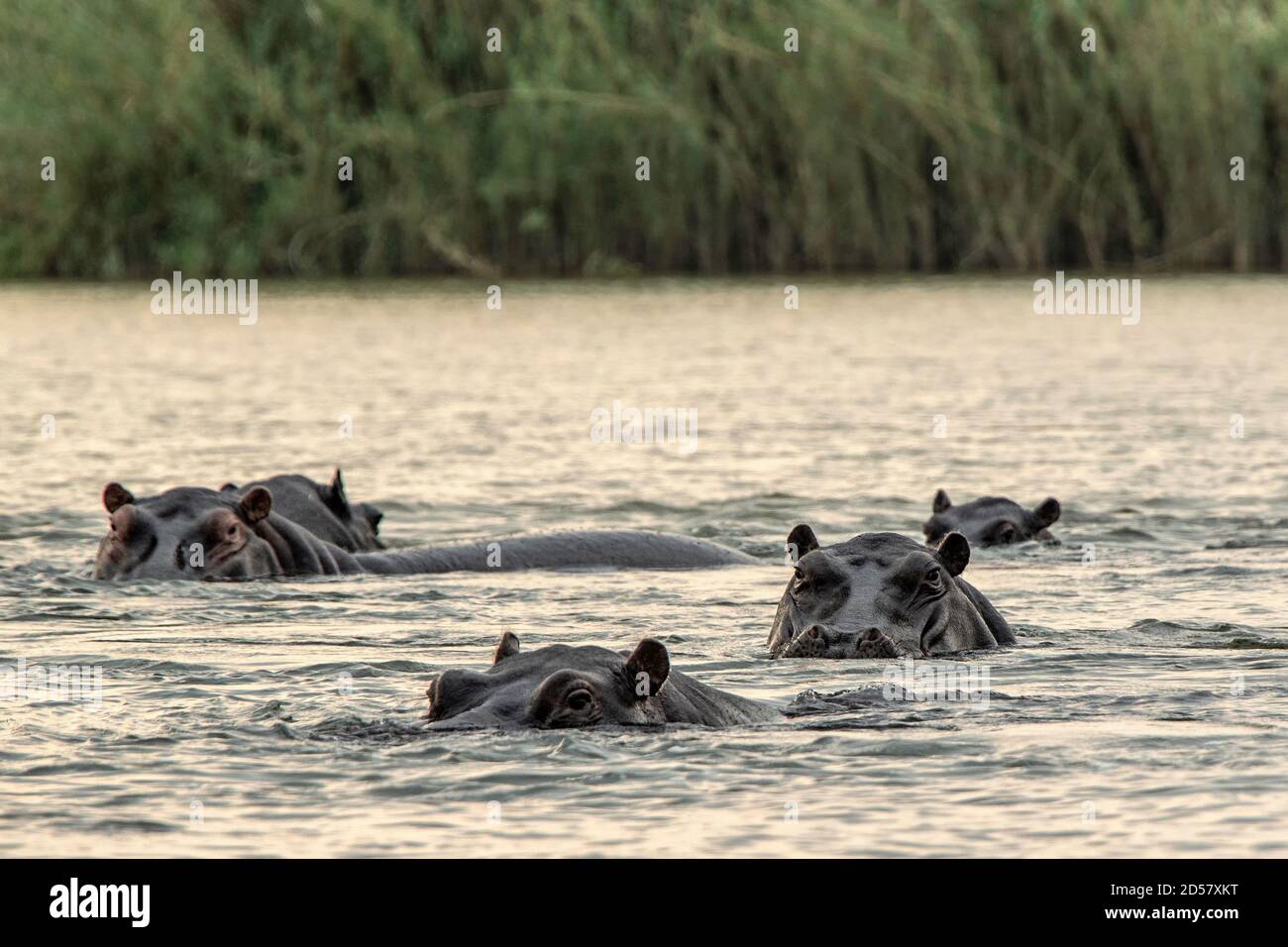 Un baccello di ippopotami con occhi e orecchie che mostrano sopra l'acqua. Foto Stock