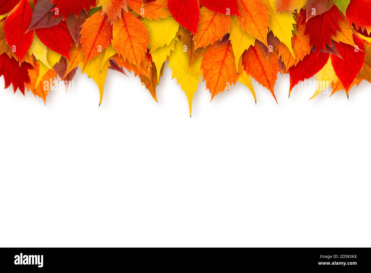 Colorato autunno foglie bordo isolato su sfondo bianco. Foto Stock