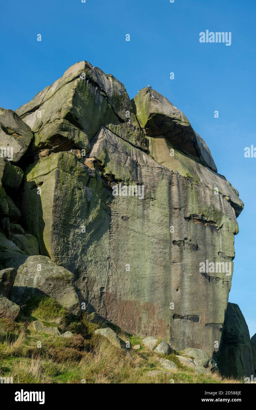Il latte di mucca e di rocce di vitello, Ilkley Moor, West Yorkshire Foto Stock