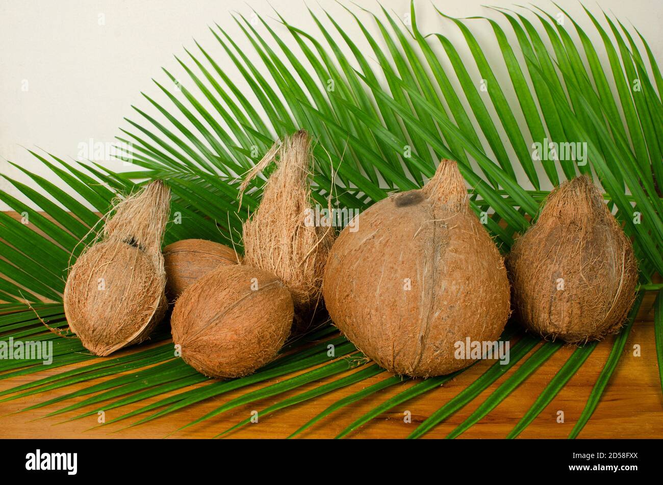 Coconut di diverse dimensioni con ramo di cocco sullo sfondo. Studio Shot Foto Stock
