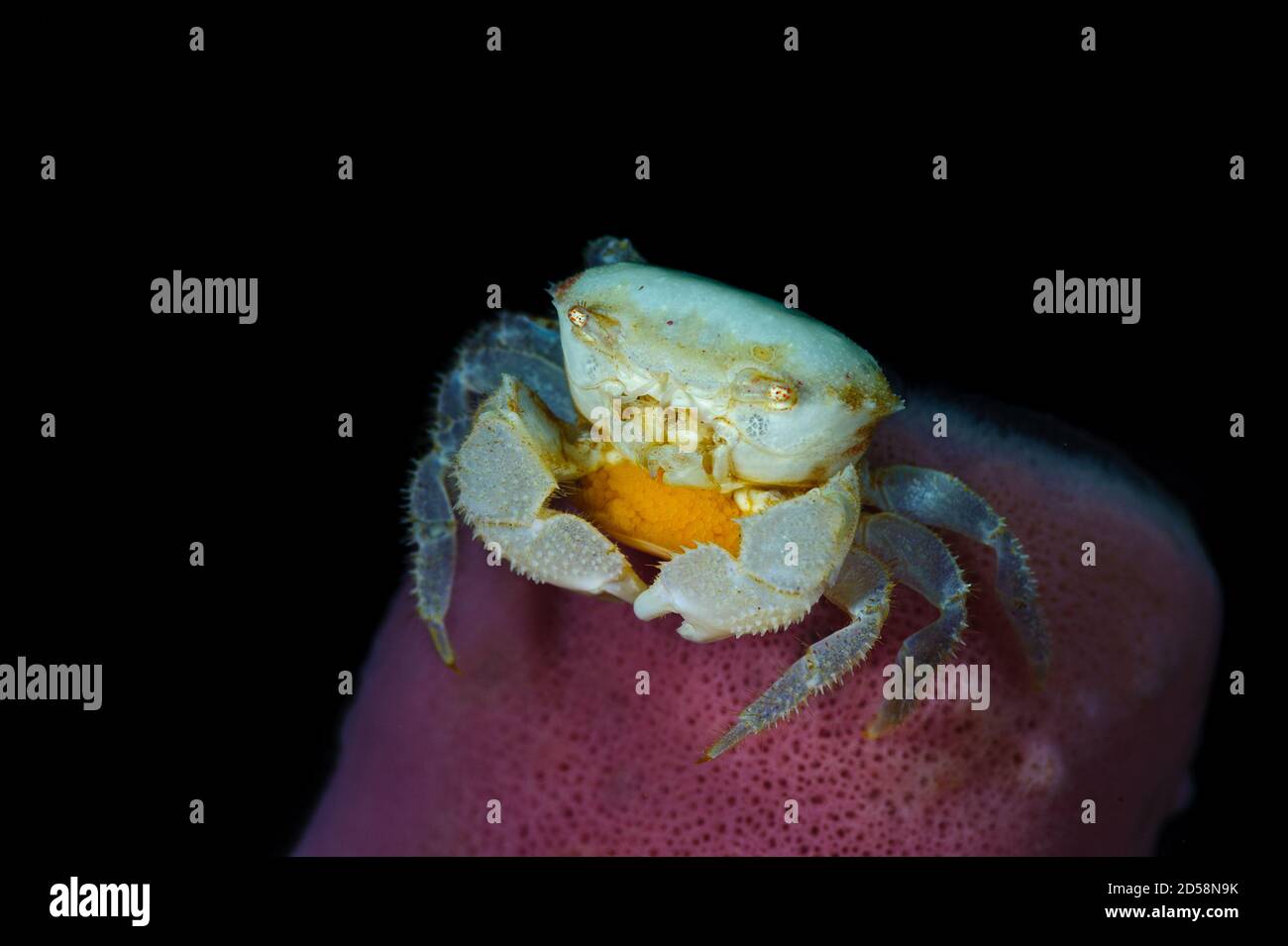 Primo piano di un granchio nell'oceano, Lembeh Strait, Indonesia Foto Stock