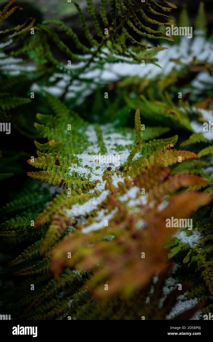 un'immagine di una foglia con un po' di neve, ideale per uno sfondo per smartphone Foto Stock un'immagine di una foglia con un po' di neve, ideale per uno sfondo per smartphone Foto Stock