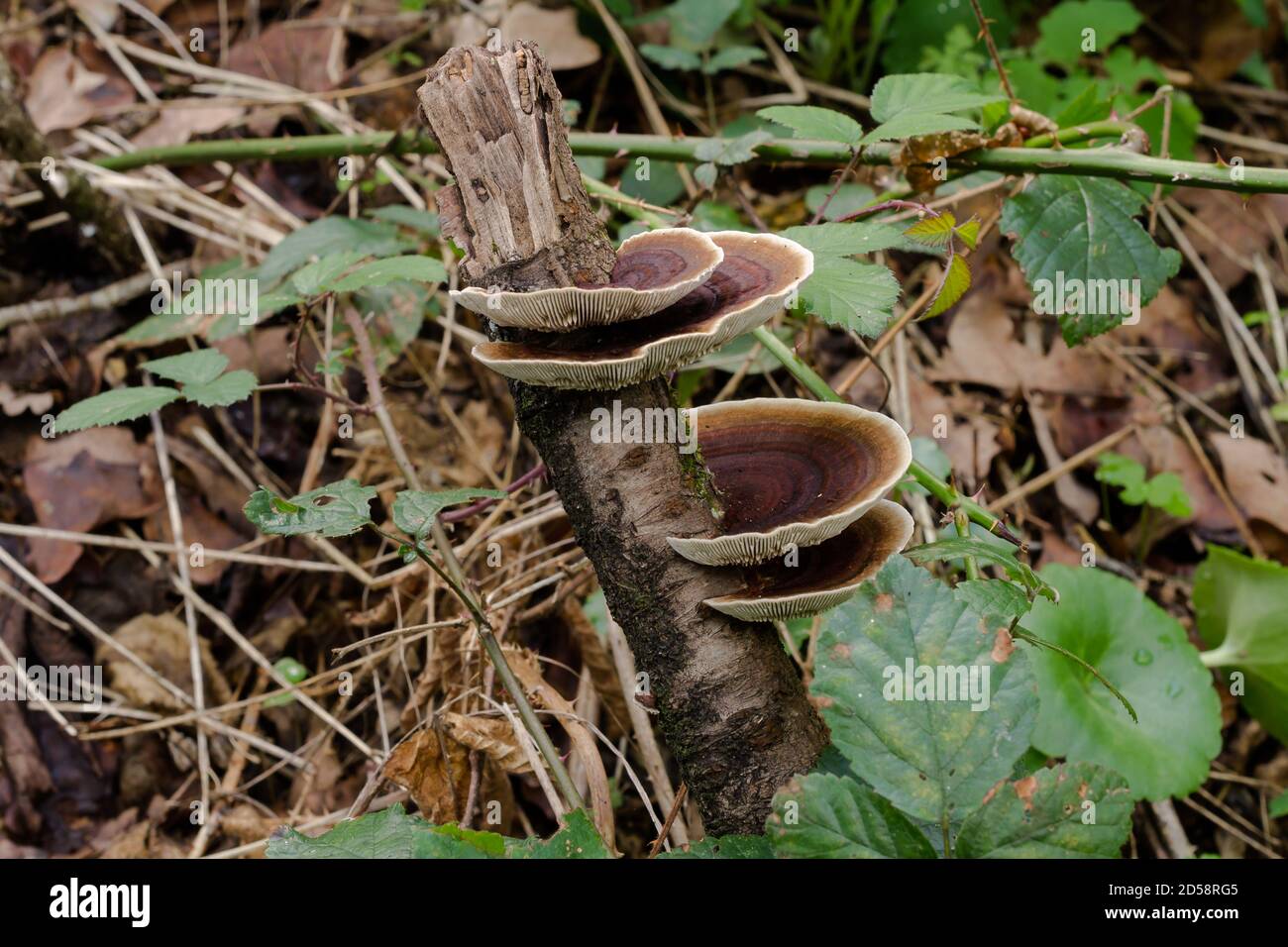 Fungo della staffa di betulla Foto Stock