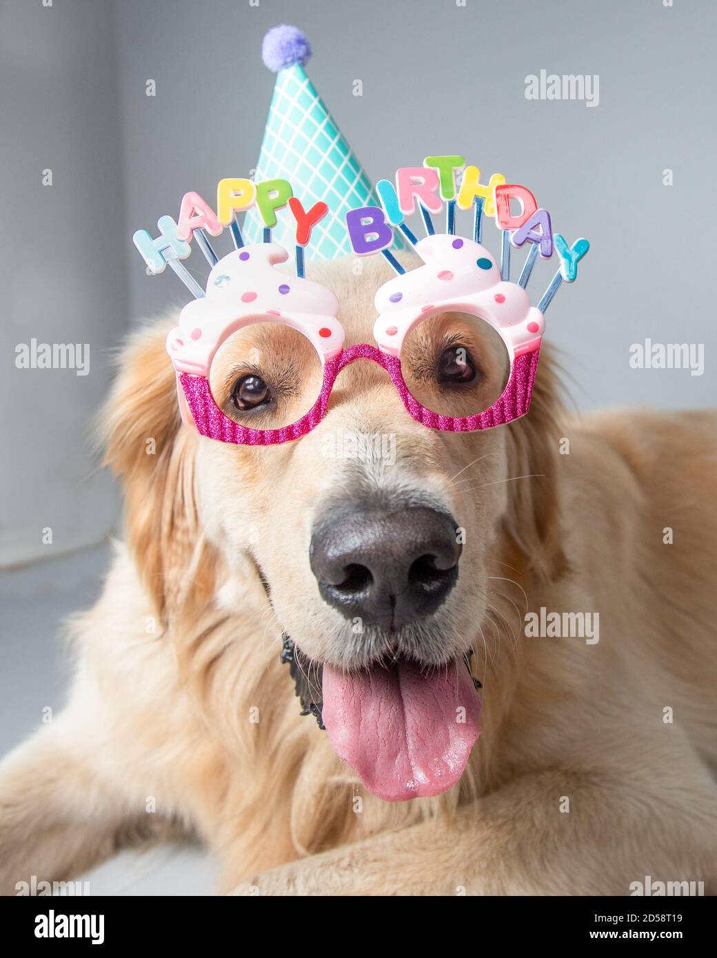 Golden Retriever indossa un cappello da festa e novità buon compleanno occhiali Foto Stock