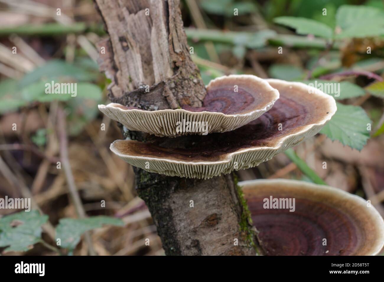 Betulla staffa fungo su un betulla morente. Foto Stock