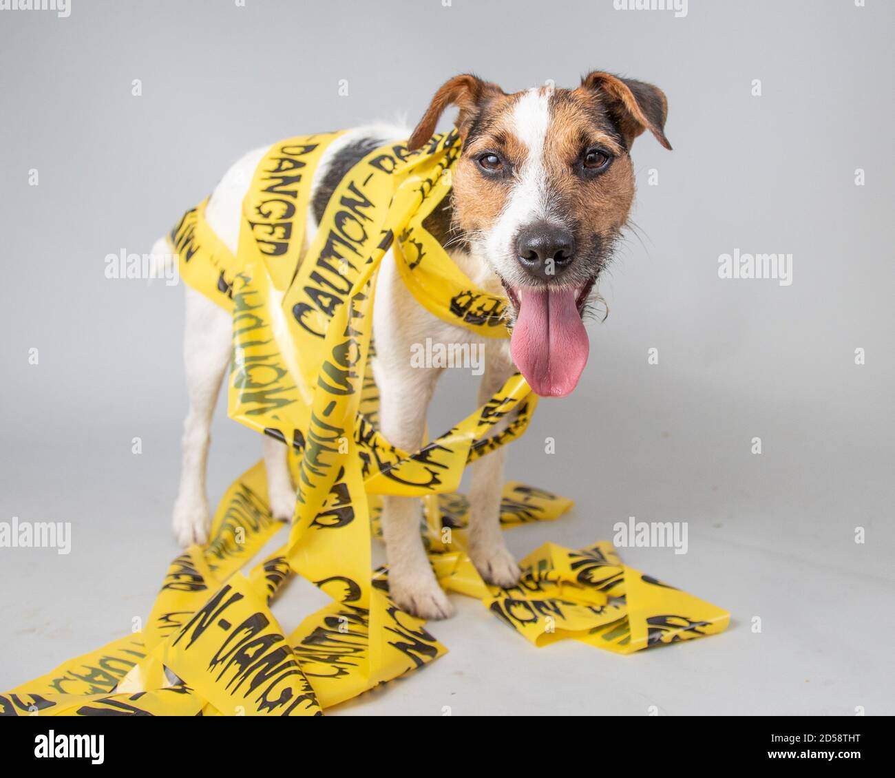 Jack russell cane avvolto in giallo nastro di attenzione Foto Stock