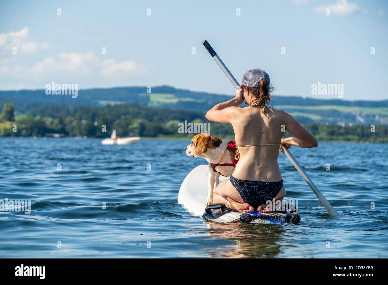 Vista posteriore di una donna paddleboard con il suo cane, Wallersee, Flachgau, Salisburgo, Austria Foto Stock