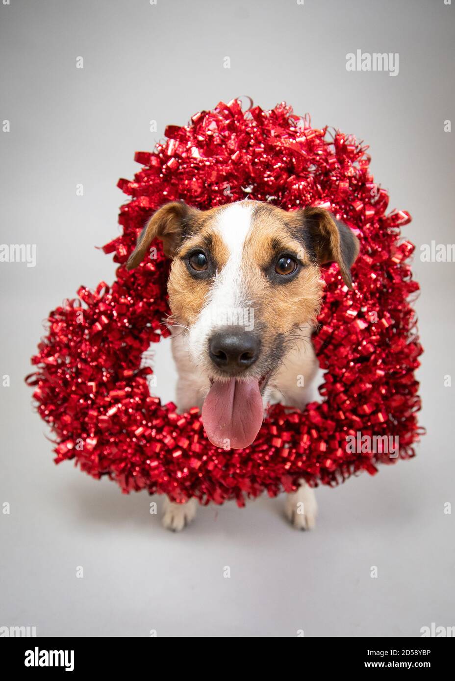 Ritratto di un cane Jack Russell che indossa una forma a cuore corona Foto Stock