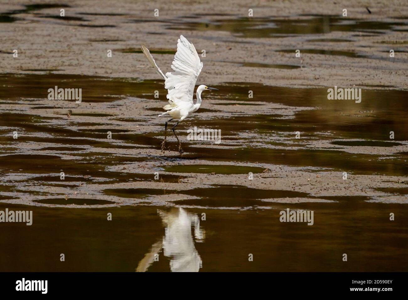 Decollo di uccelli, lago di Lebo, Sumbawa, Indonesia Foto Stock