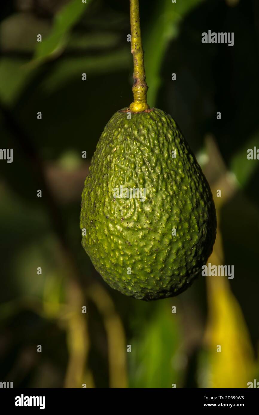 Un avocado di Hass ( Persea americana) che cresce su un albero in un frutteto commerciale nel Queensland di se, Australia. Pronto a scegliere ma non maturo. Foto Stock