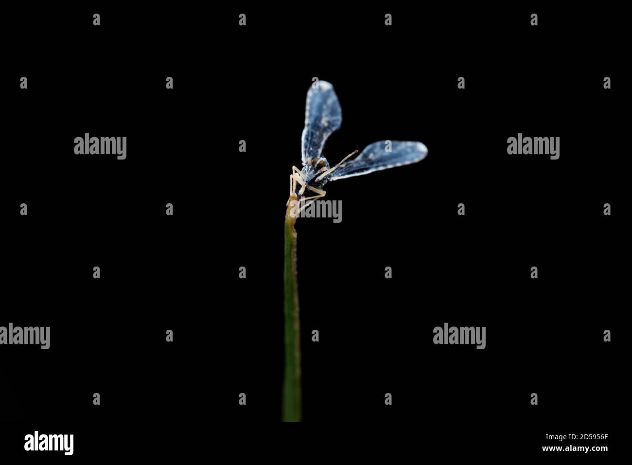 Debrid fly, Proutilista moesta, Satara, Maharashtra, India Foto Stock