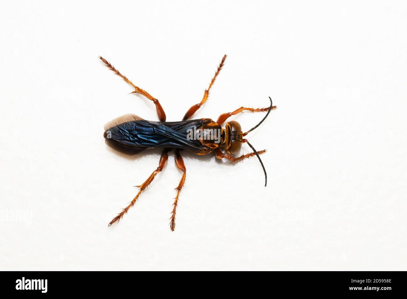 Dorsale di wasp ragno rosso, Leptodailepis cameroni, Satara, Maharashtra, India Foto Stock