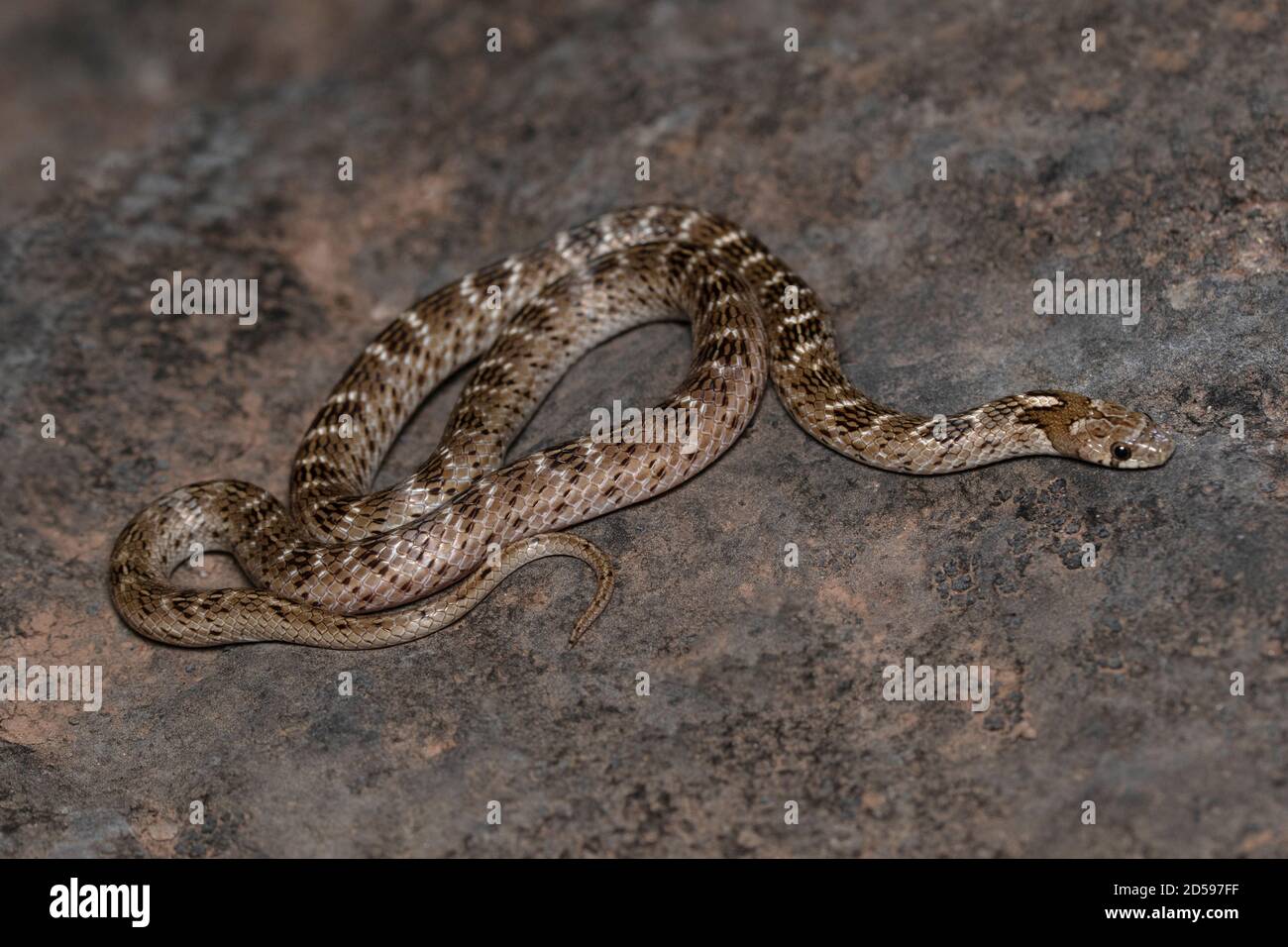 Russel kukri serpente, Oligodon taeniolatus, Satara, Maharashtra, India Foto Stock