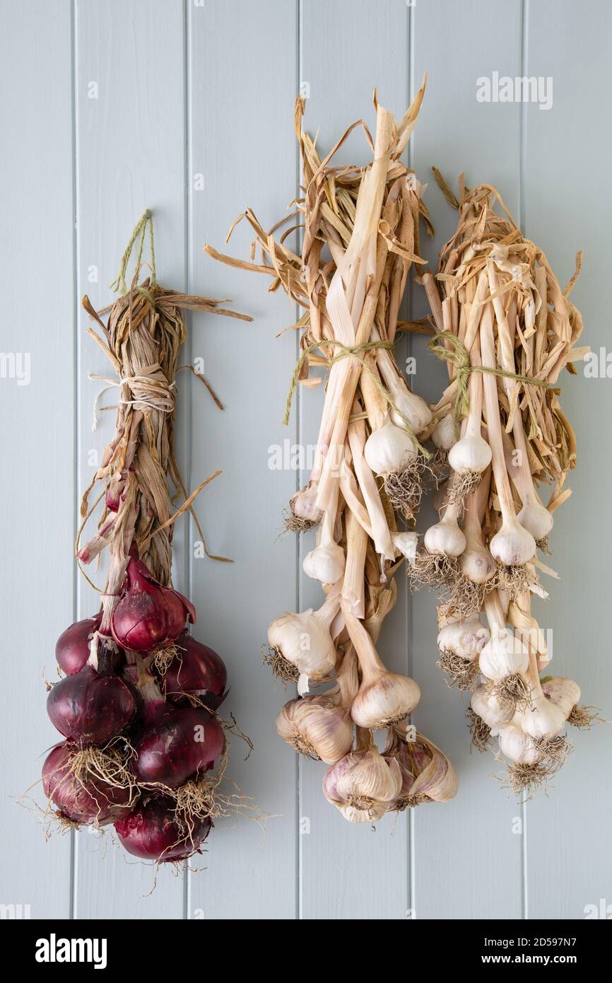 Cipolle e aglio coltivati in casa appesi su un muro di cucina in trecce. Foto Stock