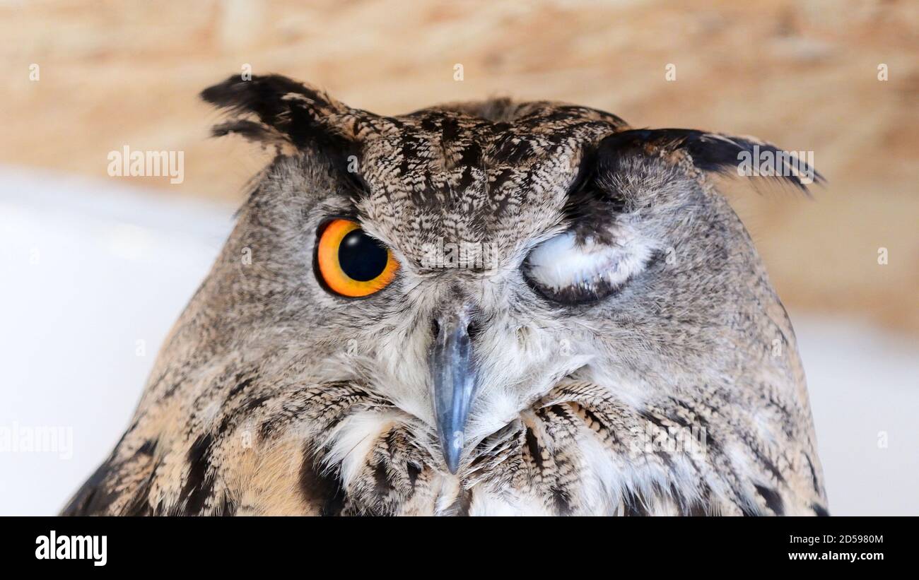 Occhio Di Aquila Owl, Occhio Del Gufo Dell'Aquila Eurasiano, Bubo