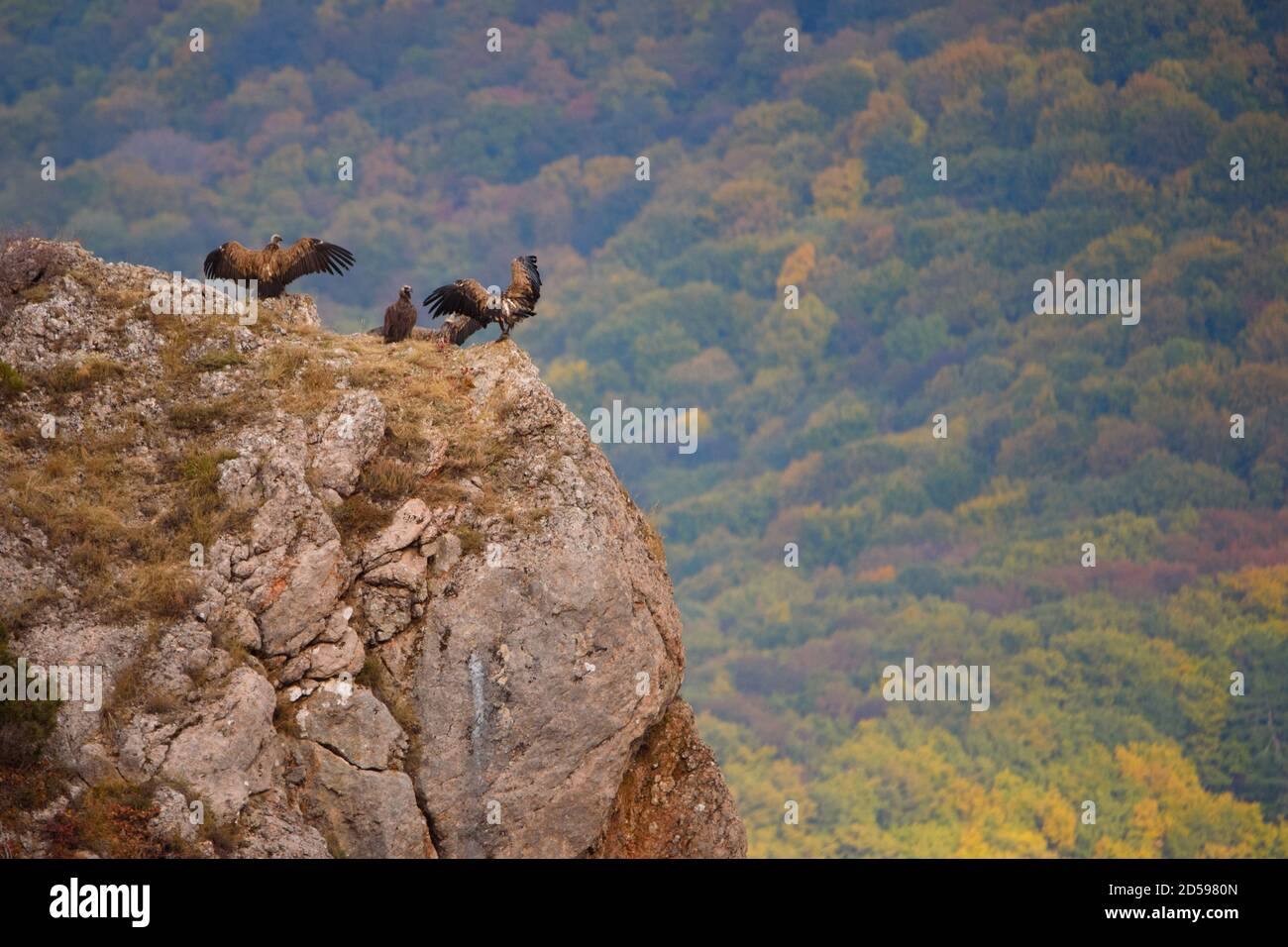 Gli avvoltoi si ergono su una roccia in montagna su uno sfondo bellissimo. Foto Stock