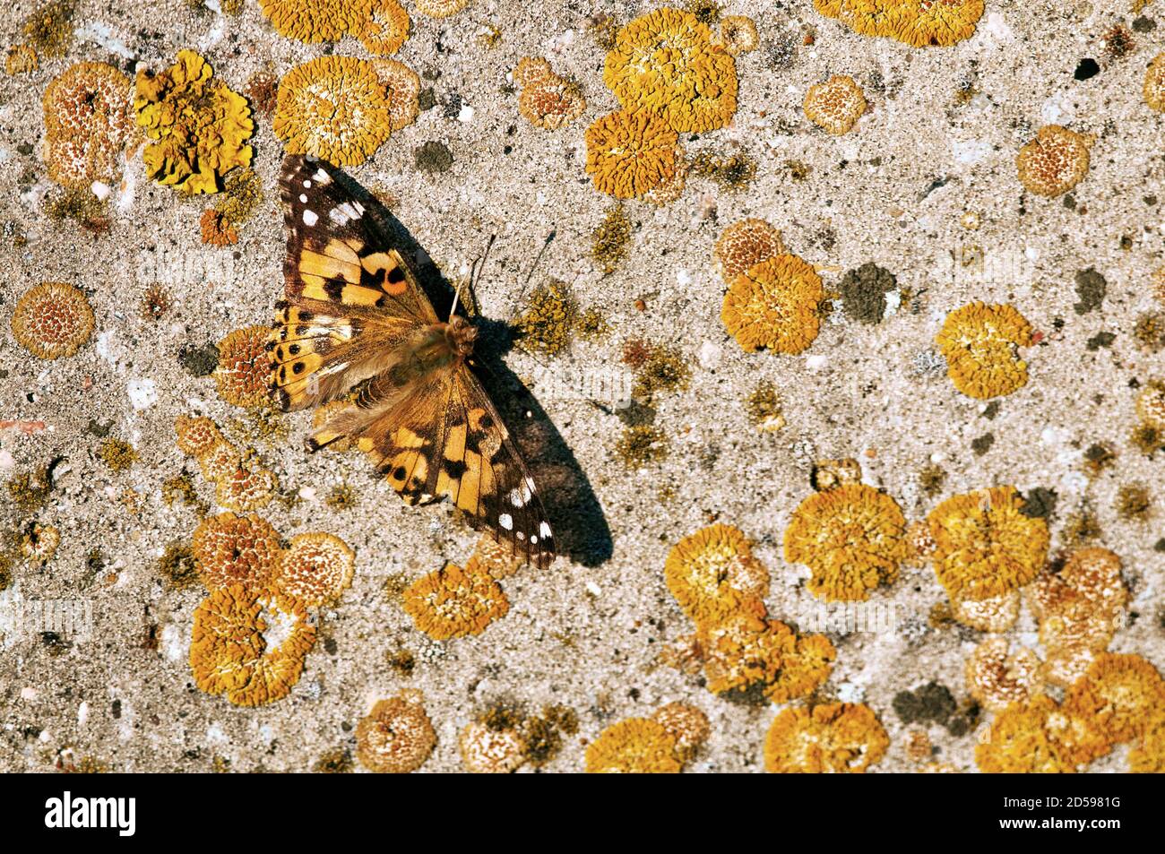Oro texture di sfondo. Elemento di design Foto Stock