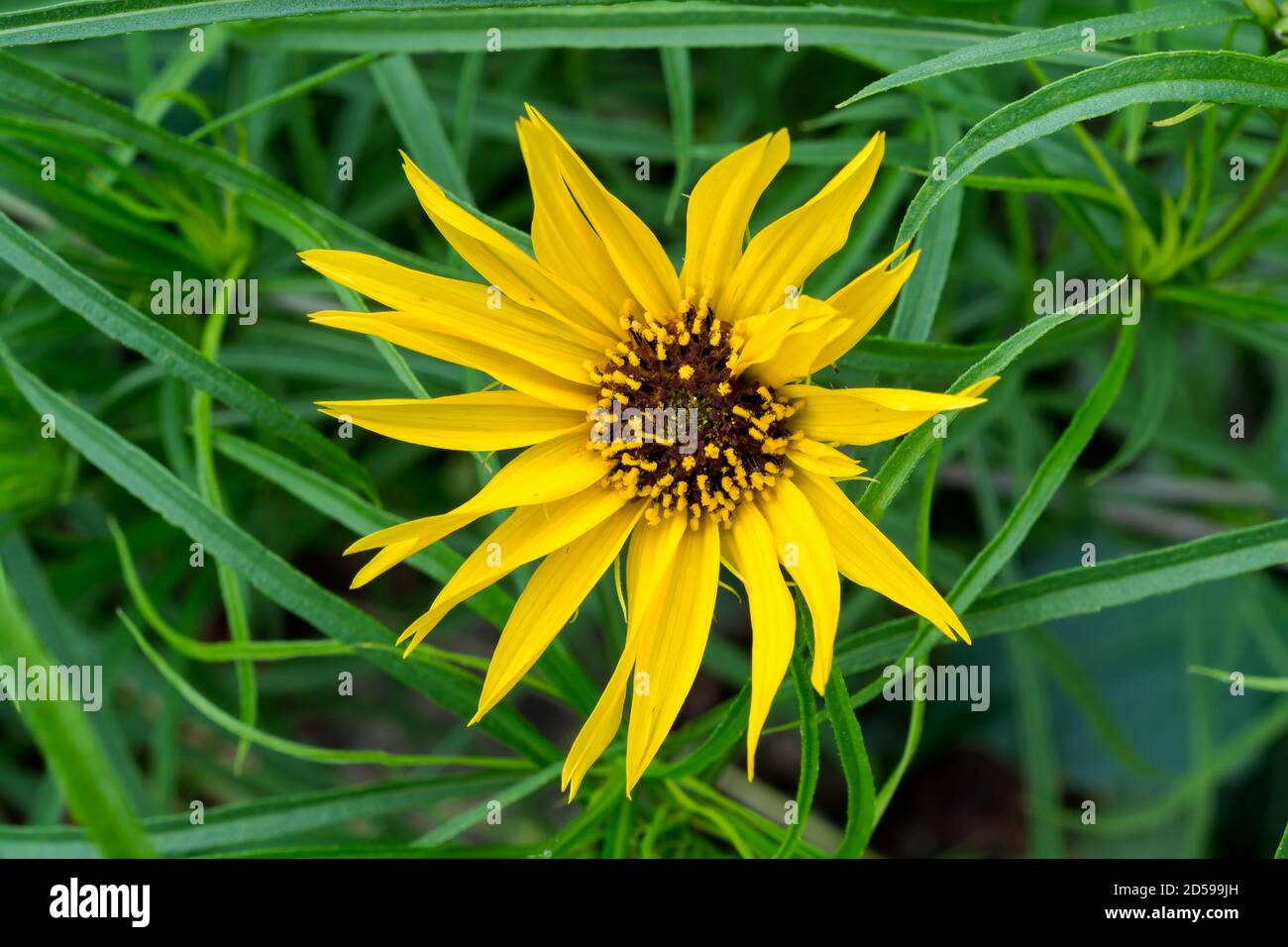 Il girasole Massimiliano ot Helianthus maximiliani, che prende il nome dal principe Massimiliano di Wied-Neuwied. Questa pianta stava crescendo come pianta decorativa. Foto Stock