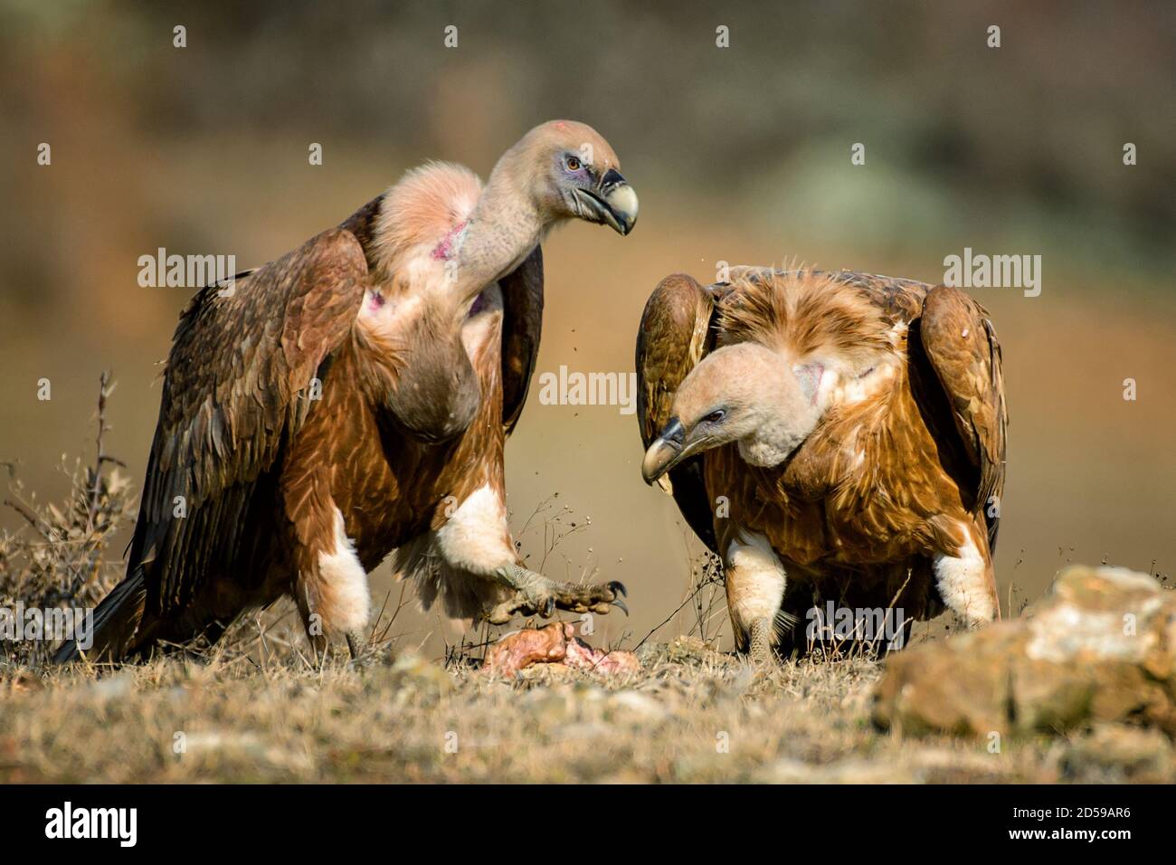 Due avvoltoi grifone (Gyps fulvus). Foto Stock