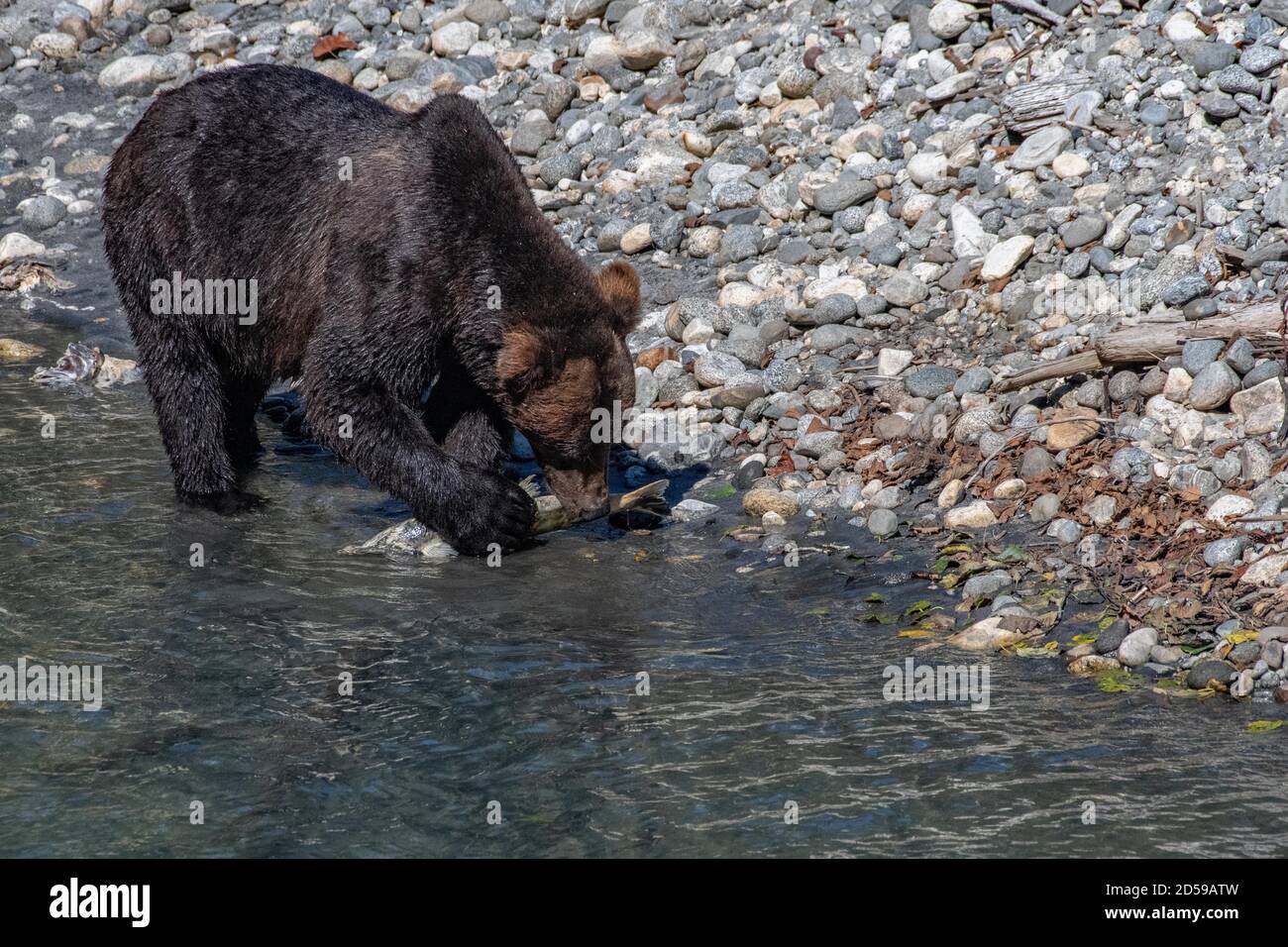 Orso grizzly in piedi in un fiume che mangia salmone, Toba Inlet, British Columbia, Canada Foto Stock