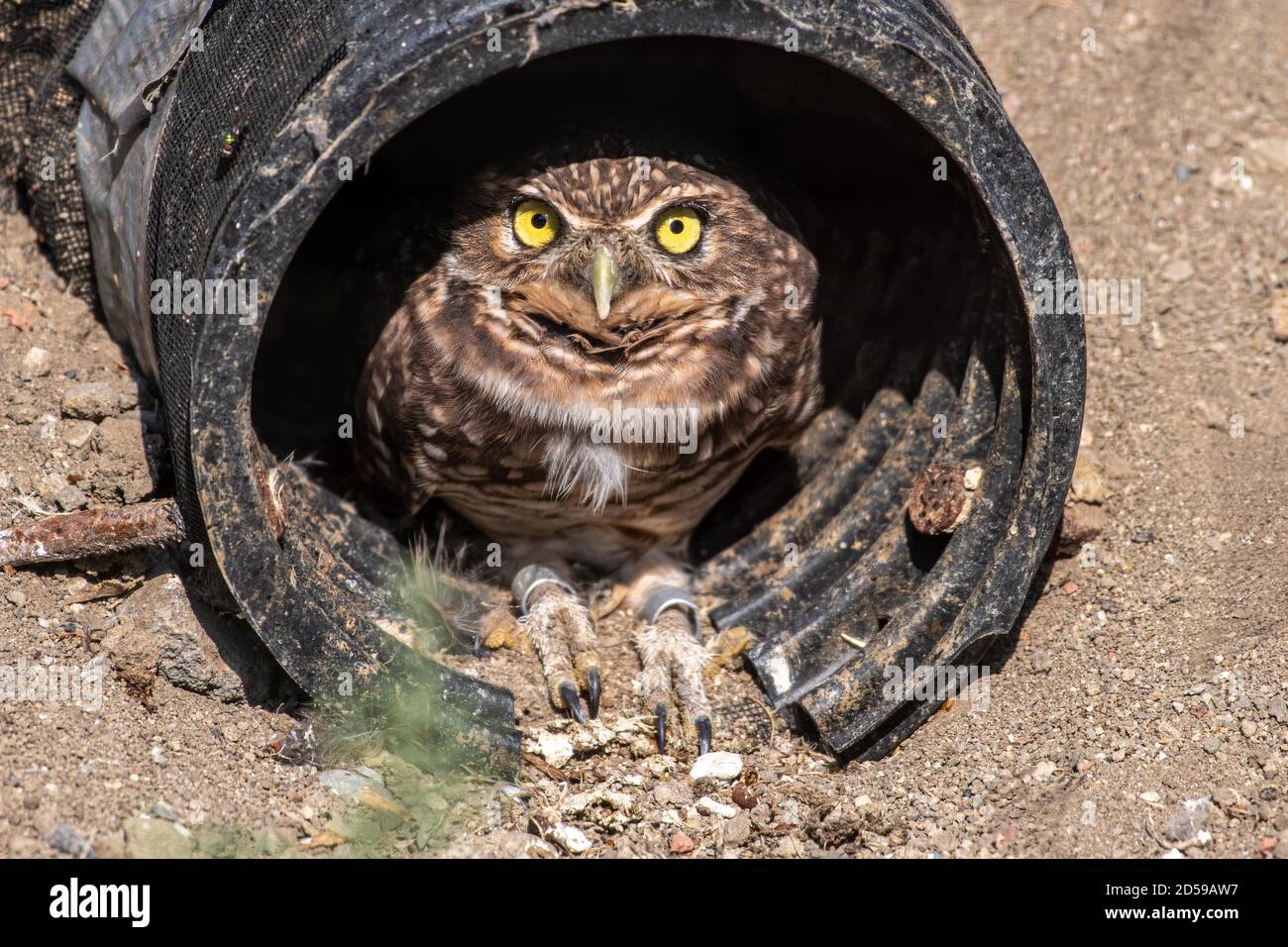Burrowing Owl seduto in un tubo di scarico, Canada Foto Stock