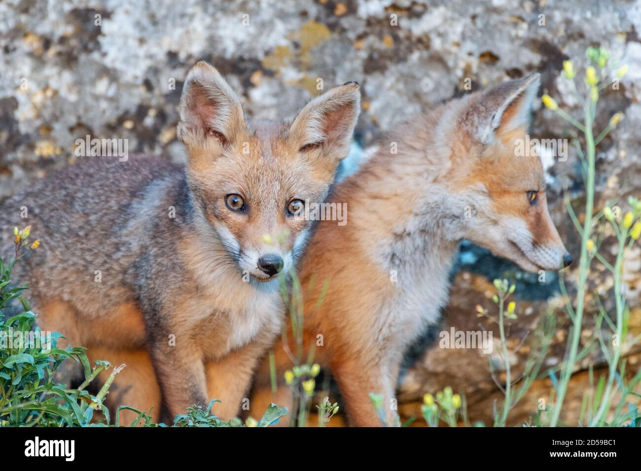 Due giovani volpi da vicino. Vulpes vulpes. Foto Stock