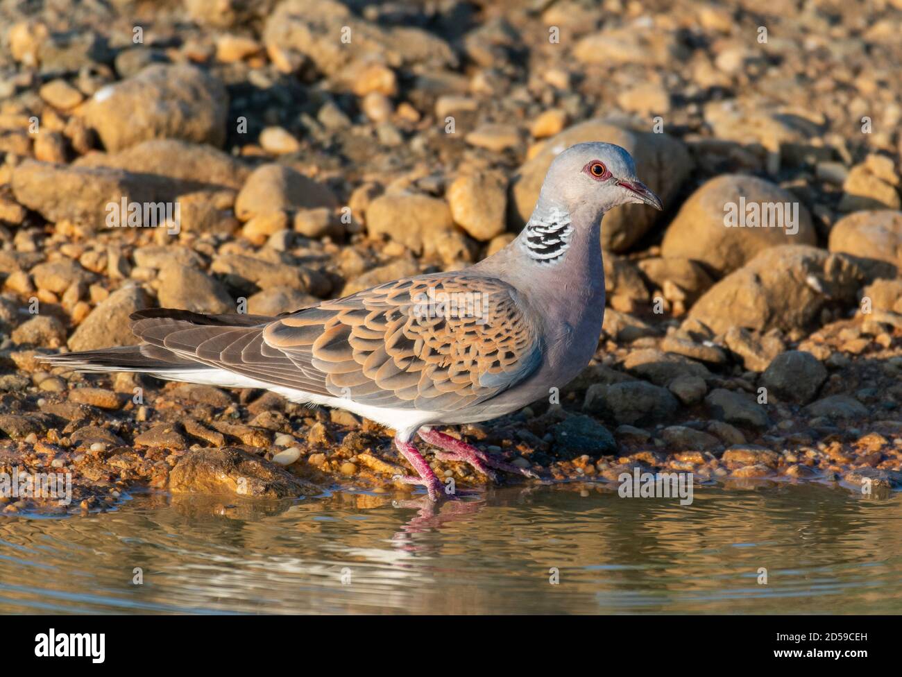 Colomba di tartaruga europea, Streptopelia Turturat il foro di irrigazione. Foto Stock