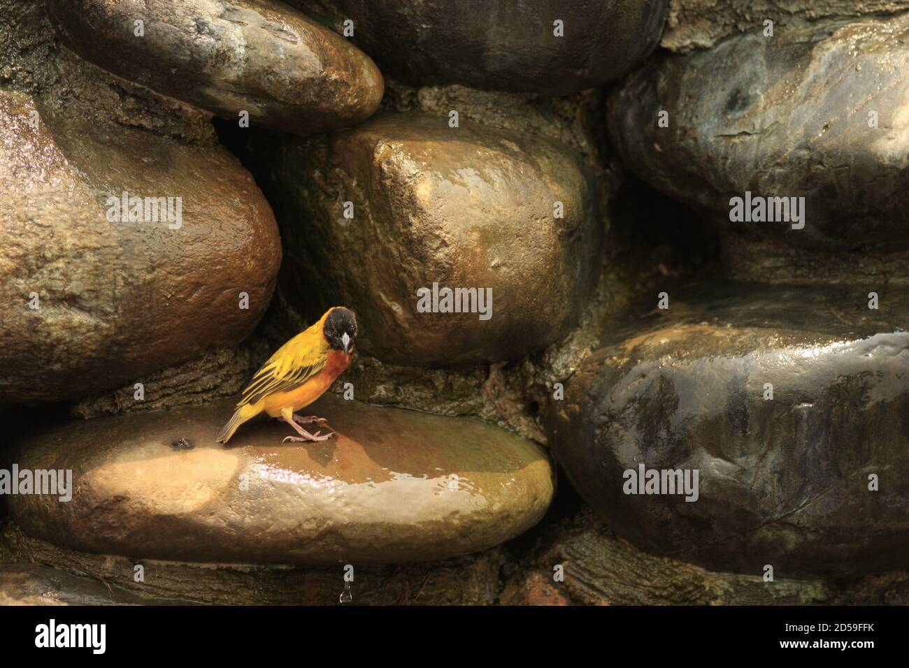 Uccello tessitore a testa nera sulle rocce, Uganda Foto Stock