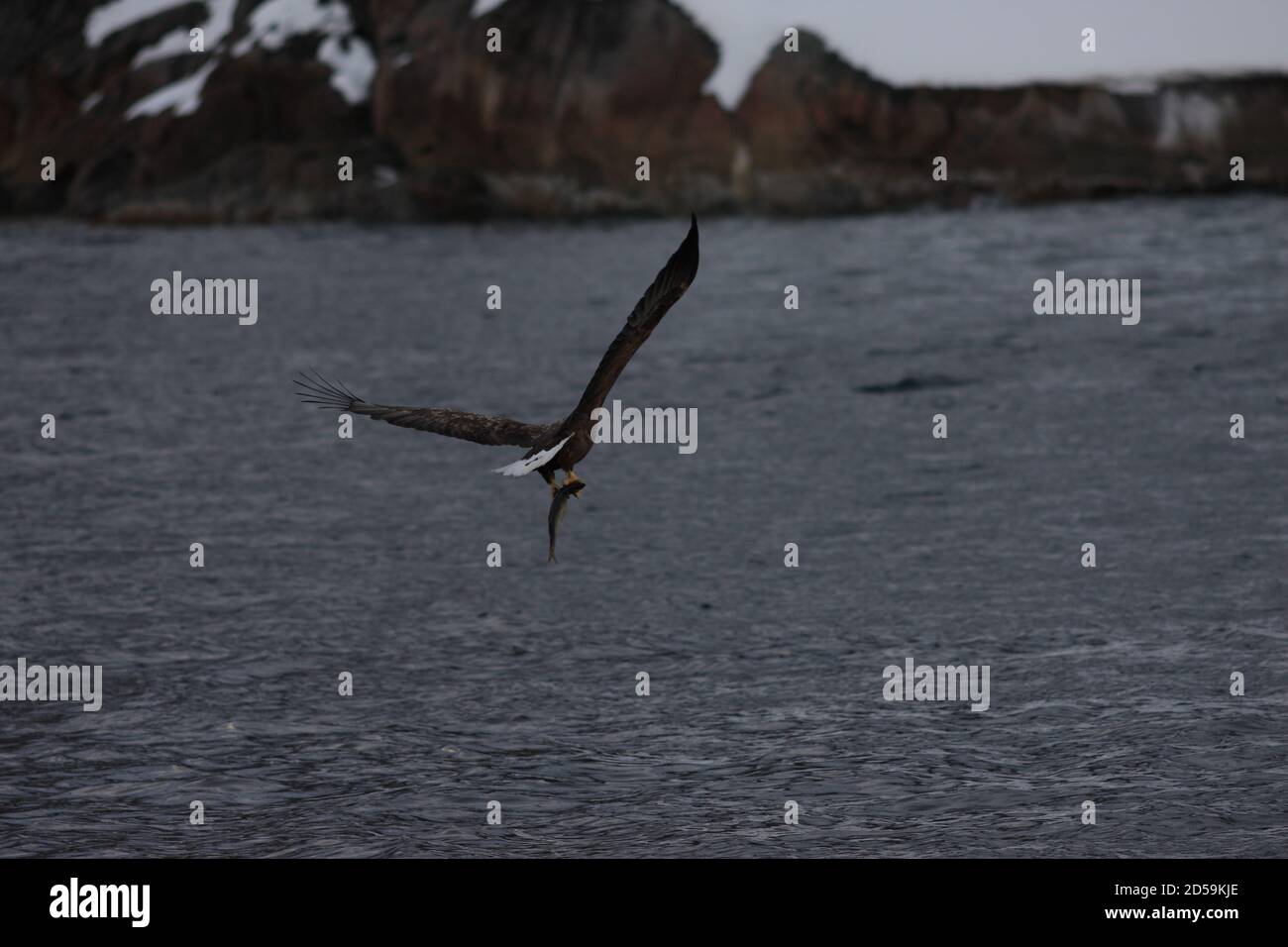 Aquila bianca (aquila di mare) con pesce catturato che vola via con le montagne sullo sfondo Foto Stock