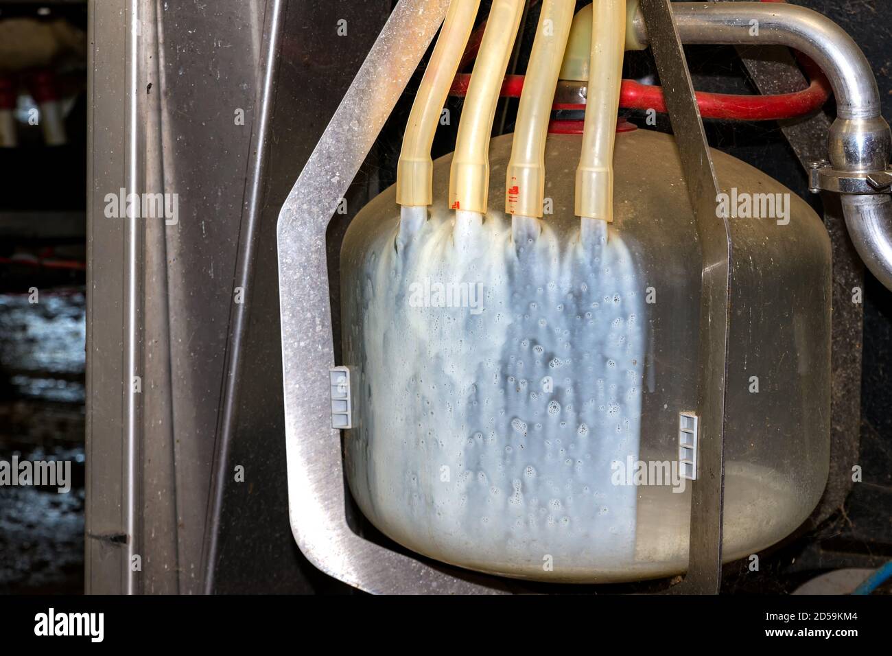 Il latte fluisce in un grande flacone di raccolta attraverso quattro tubi flessibili. Questo è il tipo di flacone utilizzato da una mungitrice robotica. Foto Stock