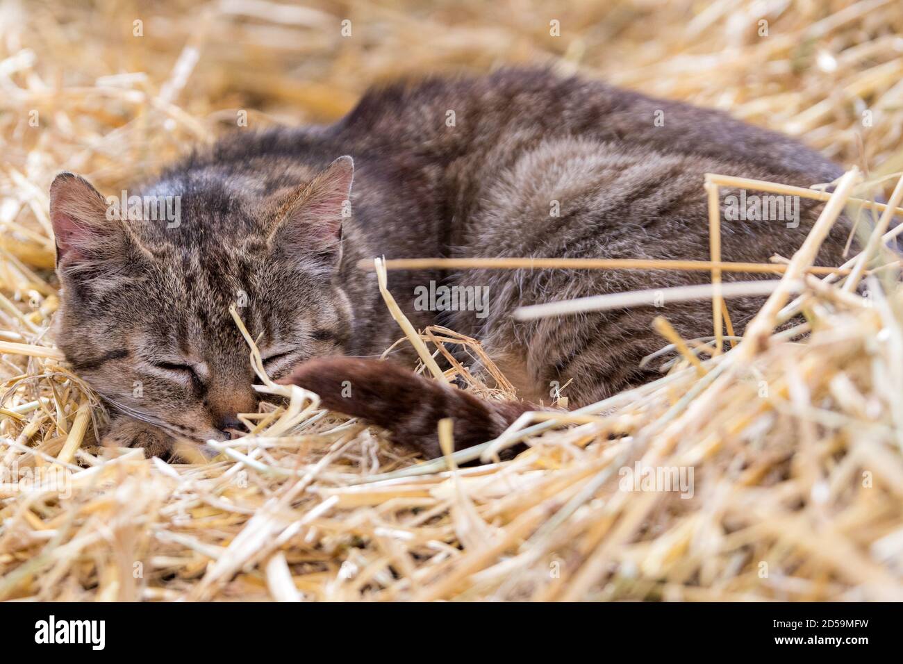Un gattino si accartocciò e dormiva in un letto di paglia in un fienile. Vista in primo piano. Foto Stock