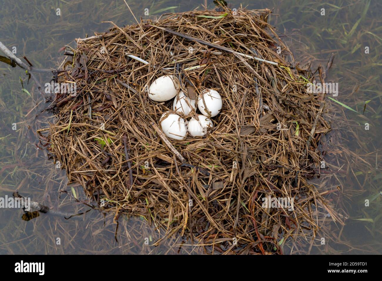 Un grande nido d'oca del Canada con cinque uova in esso. Il nido è in acqua. L'oca non è presente. Giorno leggermente scuro. Foto Stock