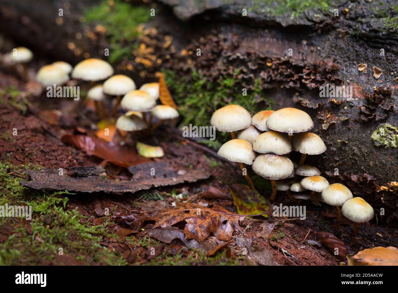 Funghi bianchi che crescono su un ramo di faggio marcio Foto Stock