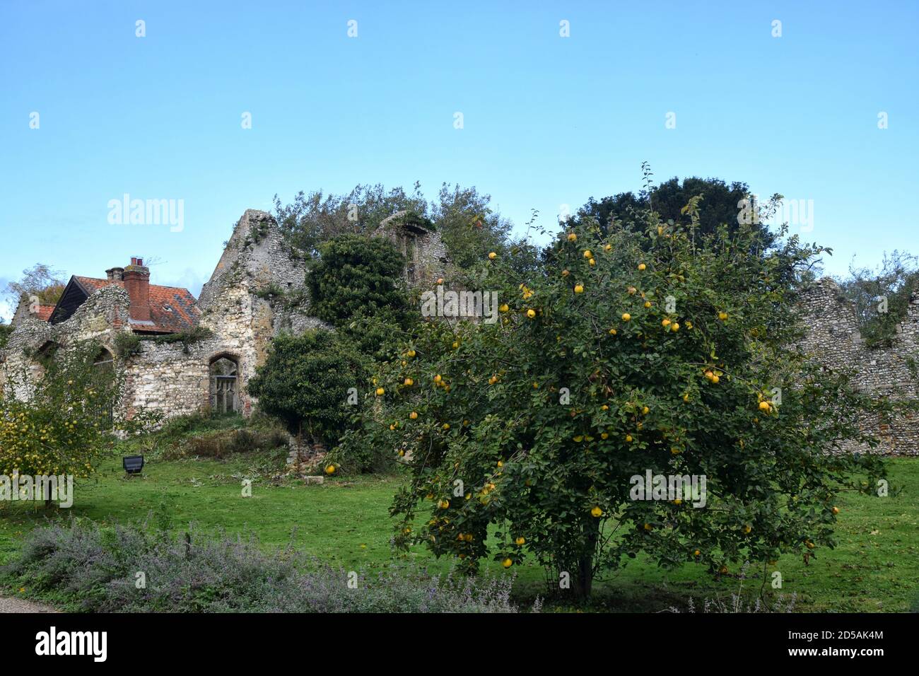 Le rovine di Walsingham Friary, Norfolk, inghilterra, regno unito Foto Stock