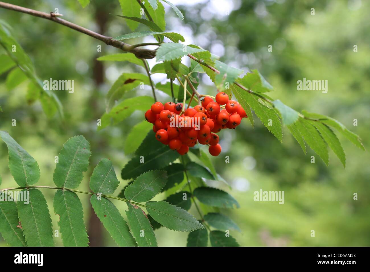 Fuoco selettivo di bacche mature di cenere rossa di montagna su un ramo con foglie verdi Foto Stock