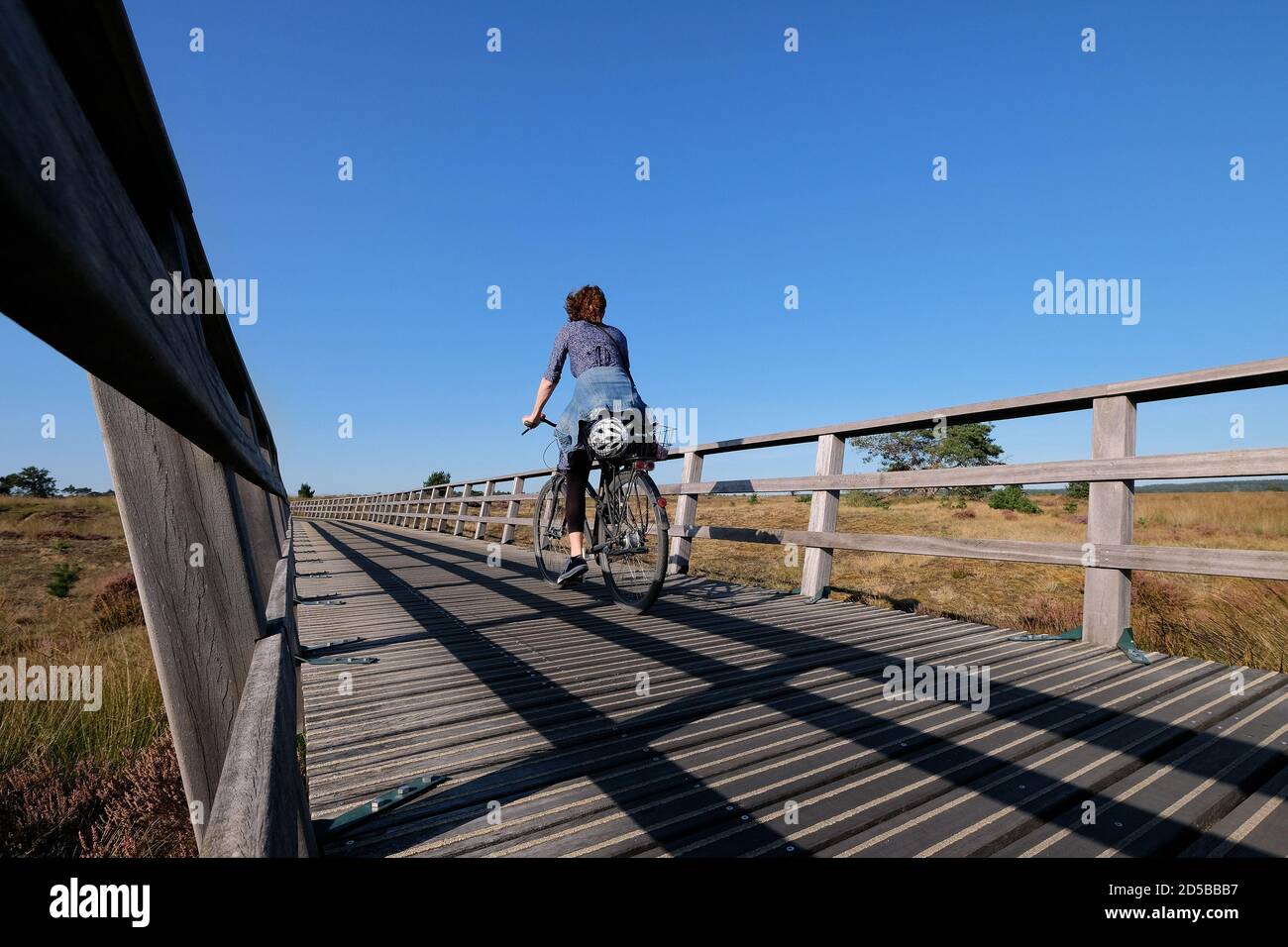 Ponte di legno attraverso il paesaggio della brughiera nel Parco Nazionale De Hoge Veluwe, un parco nazionale nei Paesi Bassi Foto Stock