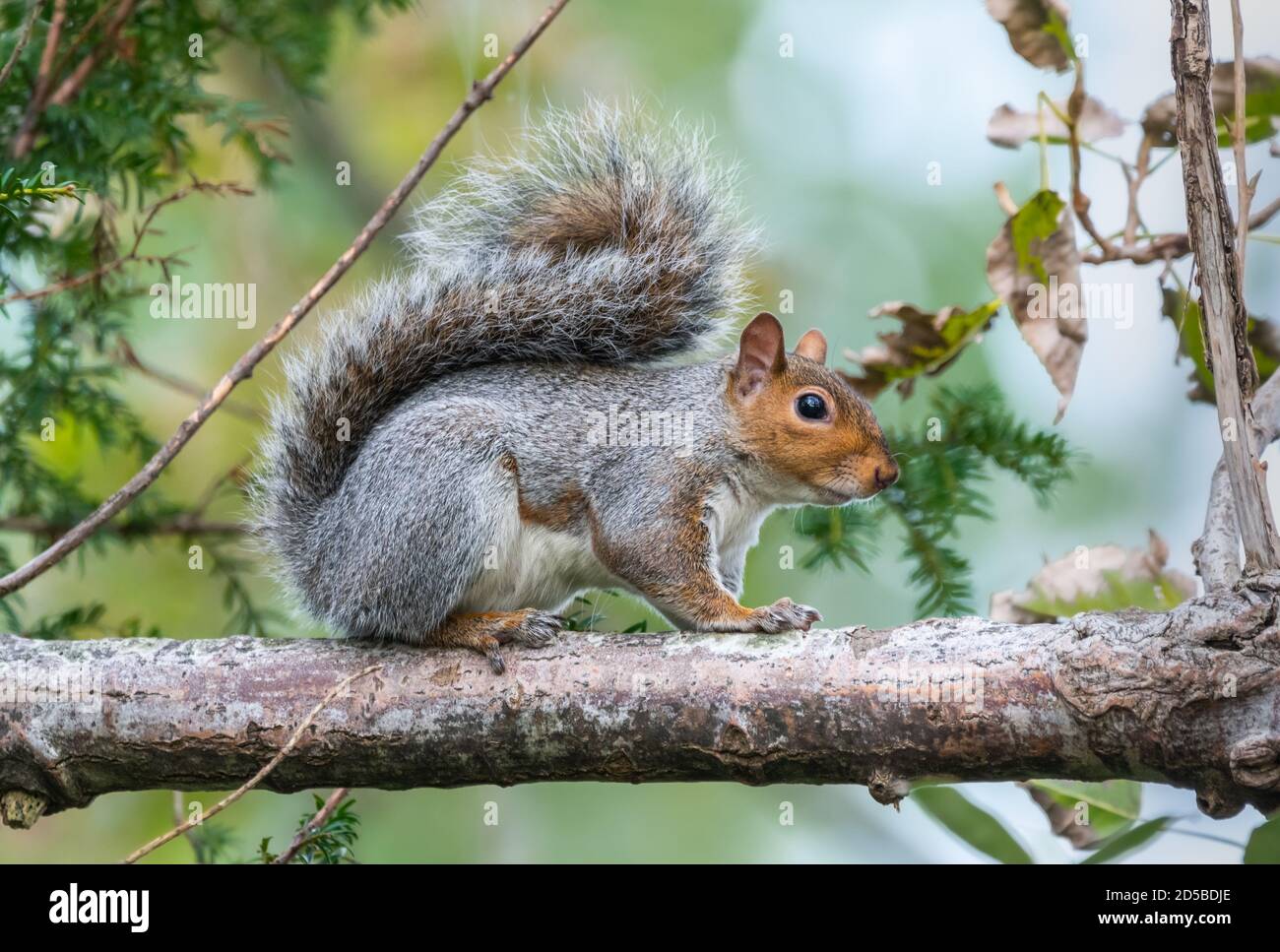 Scoiattolo grigio orientale (scoiattolo grigio), Sciurus carolinensis, in attesa su un ramo di albero in autunno nel Sussex occidentale, Inghilterra, Regno Unito. Foto Stock