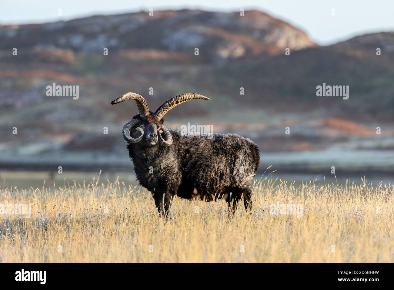 Pecore Ebridi illuminate da Early Morning Light, Northwest Highlands, Scozia Foto Stock