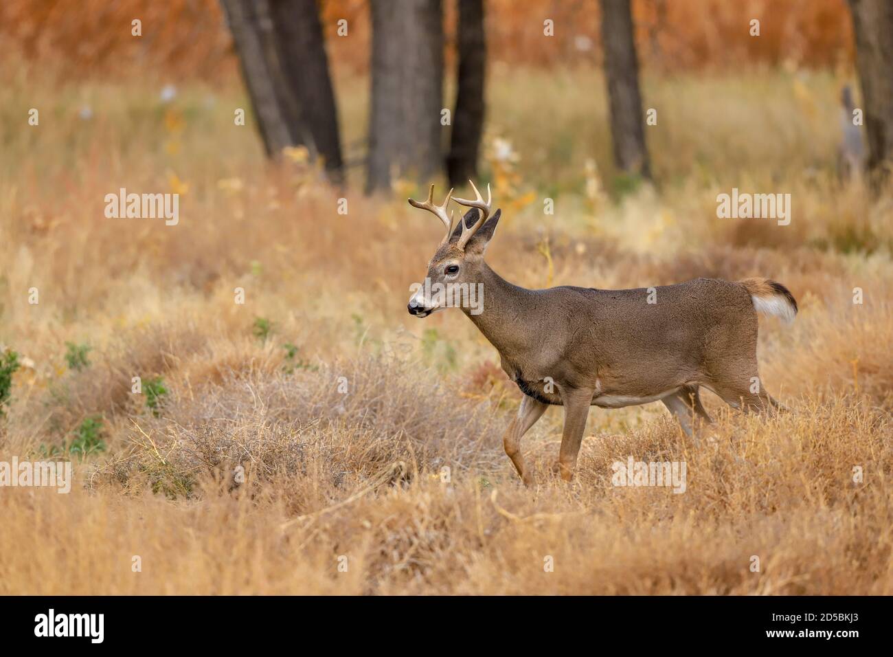 Buck di cervo dalla coda bianca nel fogliame autunnale Foto Stock