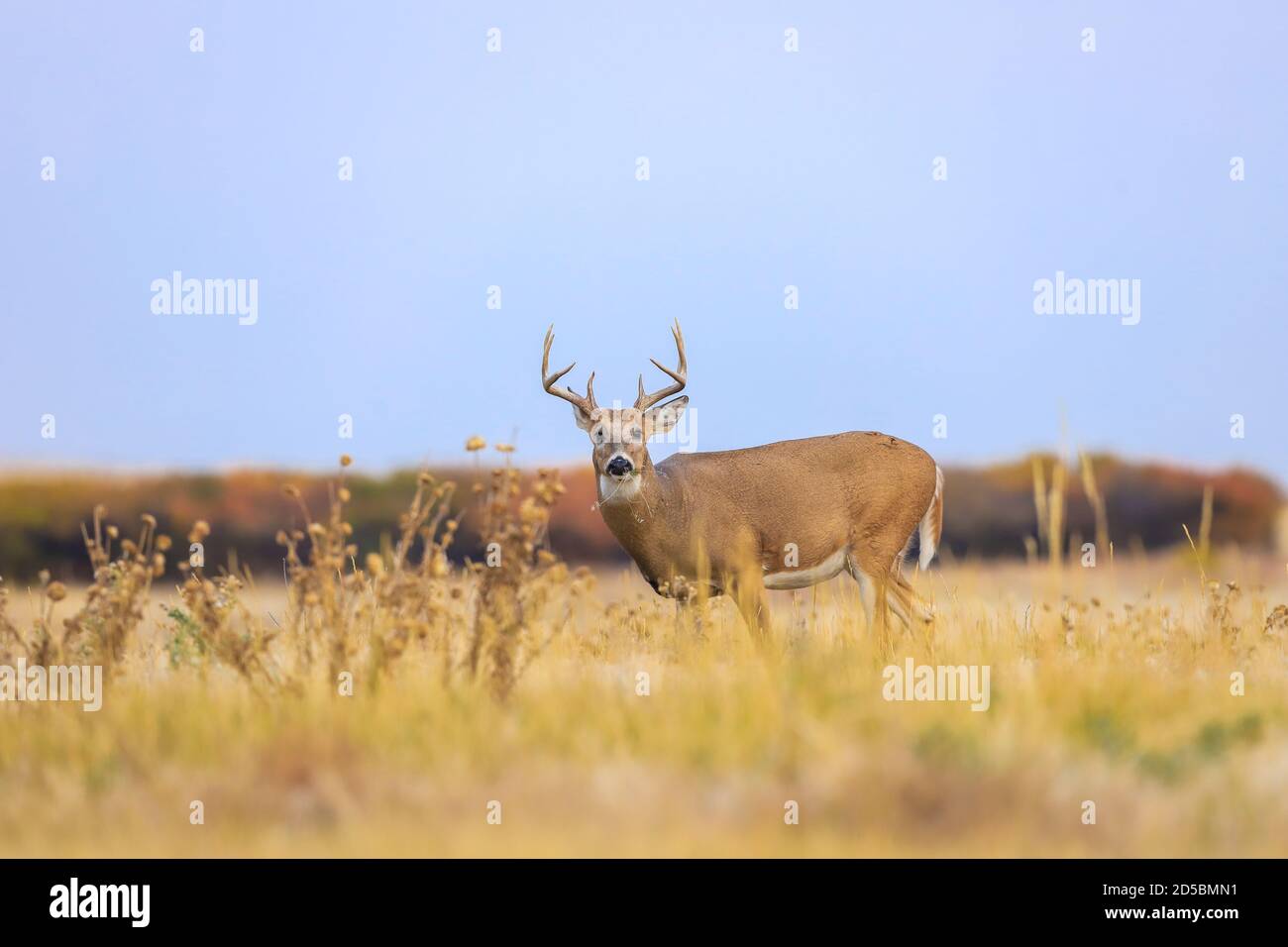 Buck di cervo dalla coda bianca nel fogliame autunnale Foto Stock