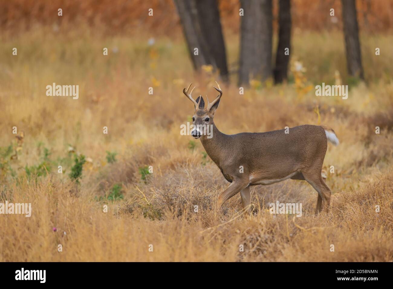 Buck di cervo dalla coda bianca nel fogliame autunnale Foto Stock