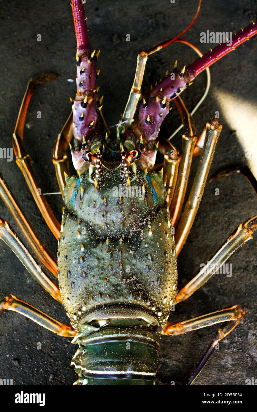 Aragosta colorata verde viola rosso giallo in contrasto con il buio pavimento in cemento Foto Stock