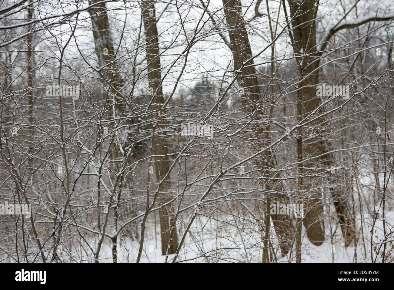 Arboreto dell'Università del Michigan Nichols in inverno Foto Stock