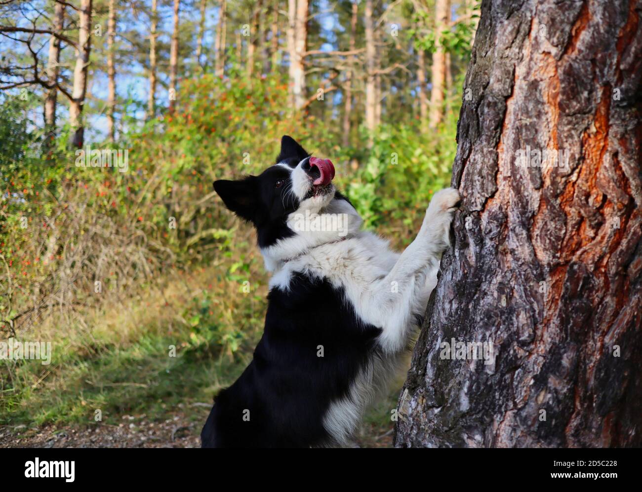 Active Border Collie con lingua fuori salta con la sua Paw on Tree Trunk durante il Sunny Autumn Day. Adorabile cane bianco e nero nella foresta. Foto Stock