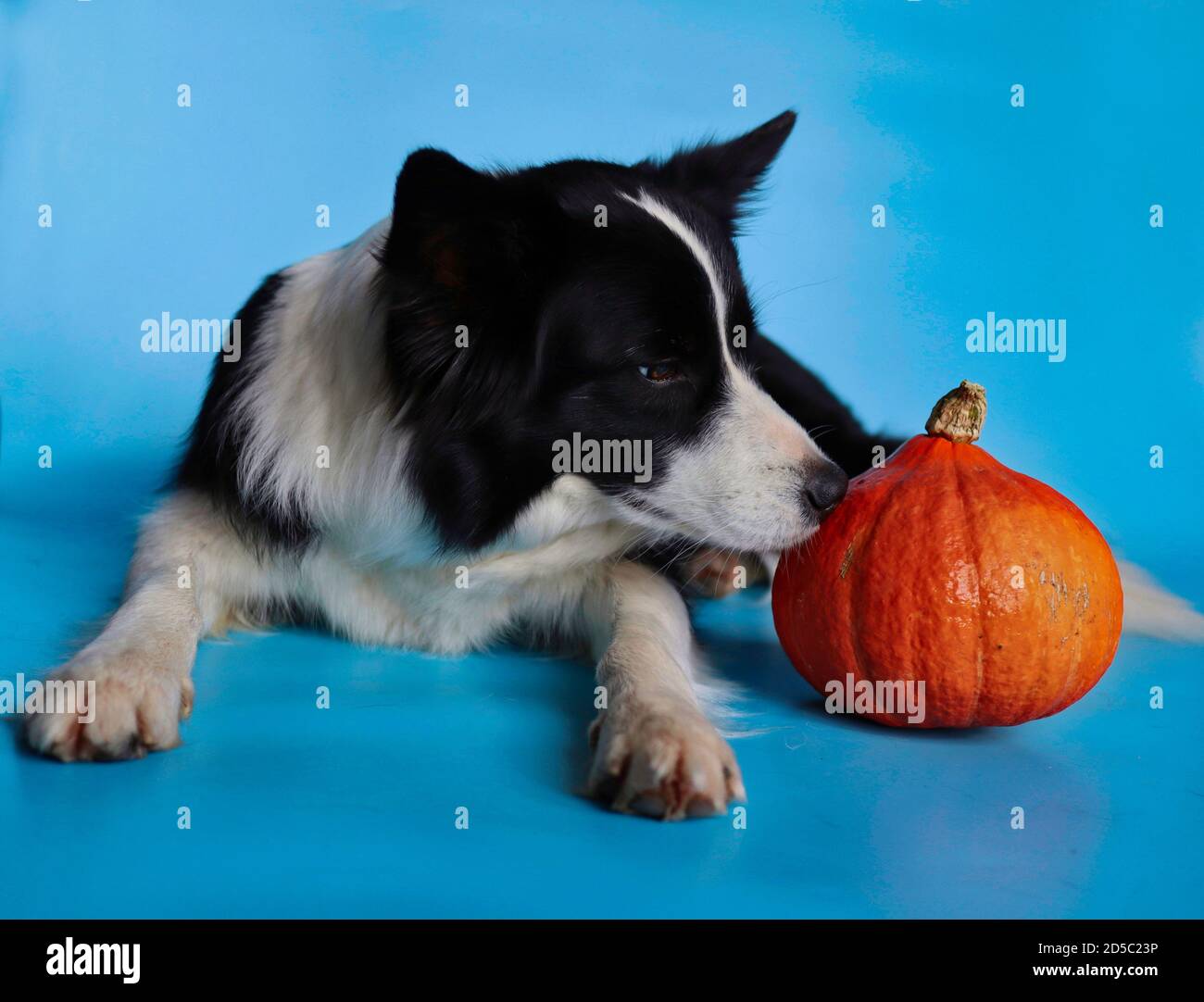 Curioso confine Collie Sniffs a zucca arancione isolato su sfondo blu. Ritratto del cane domestico bianco e nero. Foto Stock