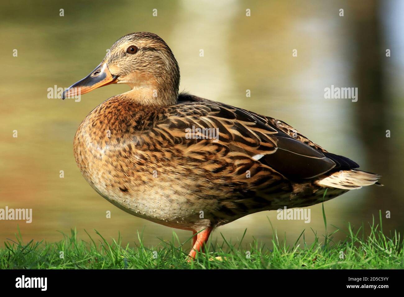 Femmina di Mallard sul prato vicino al lago Foto Stock