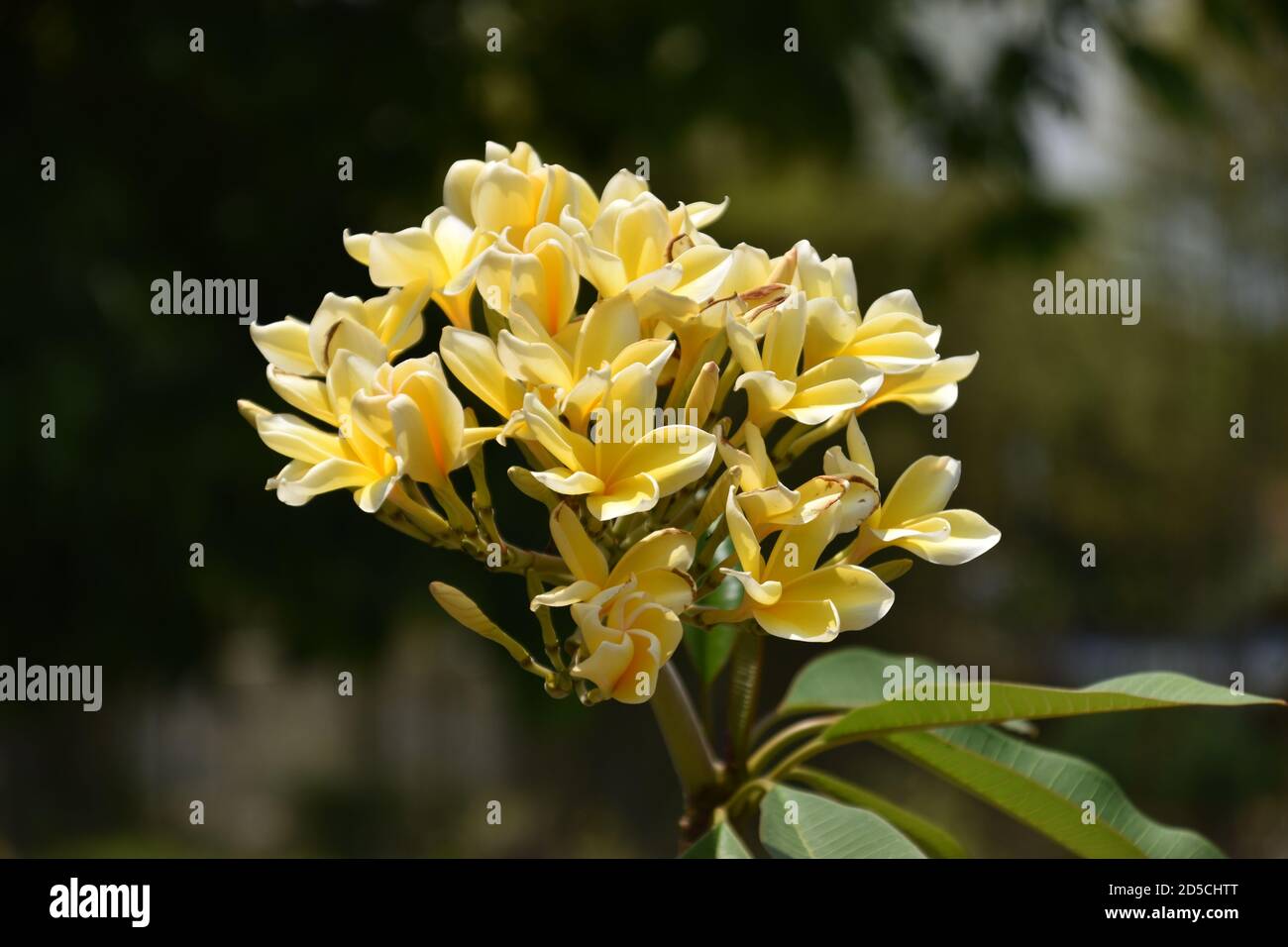 Fiore di Plumeria Rubra (vista ravvicinata) Foto Stock
