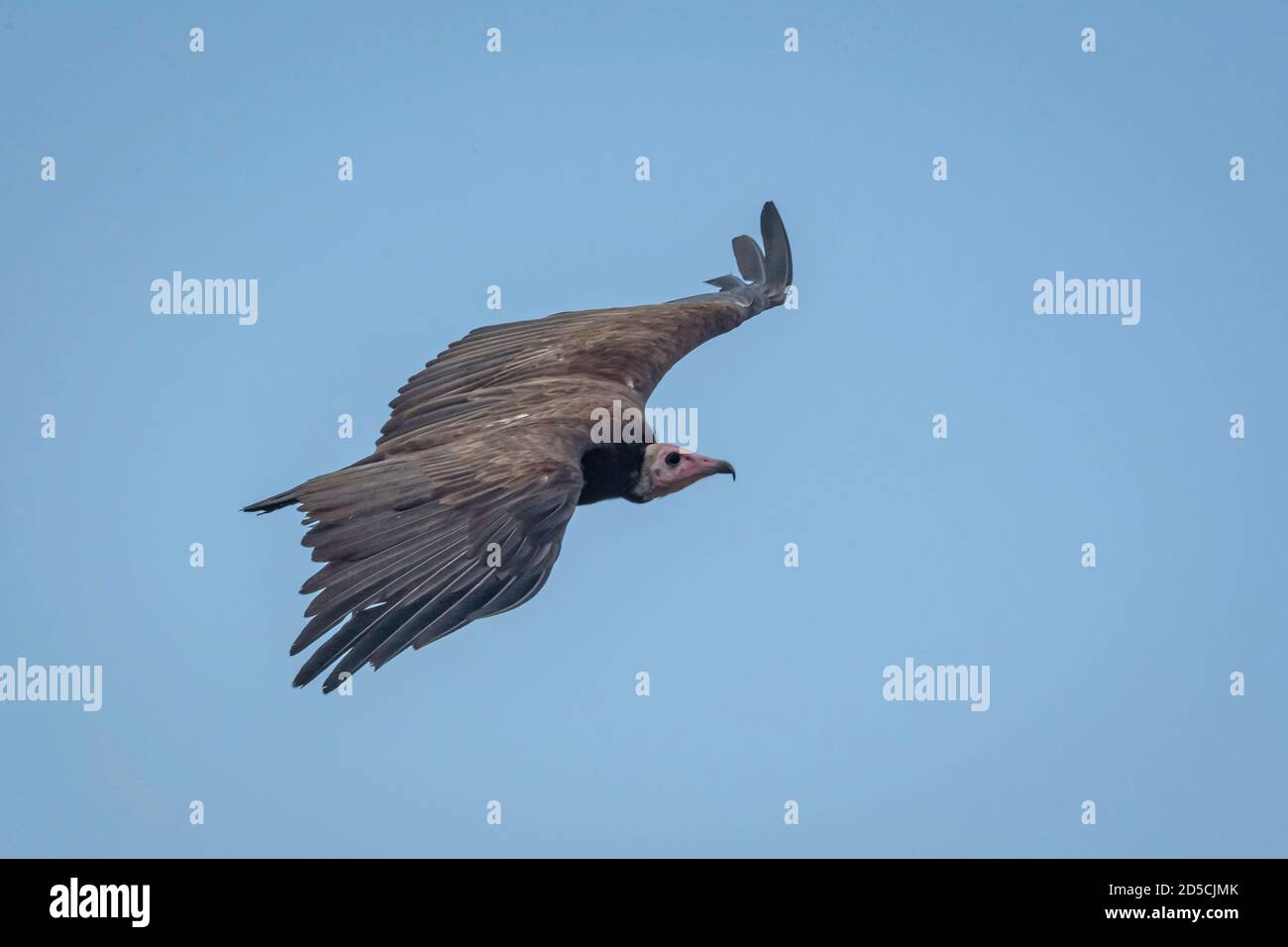 Il avvoltoio con cappuccio (Necrosyrtes monachus) è un avvoltoio del Vecchio mondo nell'ordine Accipitrifores, che comprende anche aquile, aquile, aquile, poiane e falchi. Foto Stock