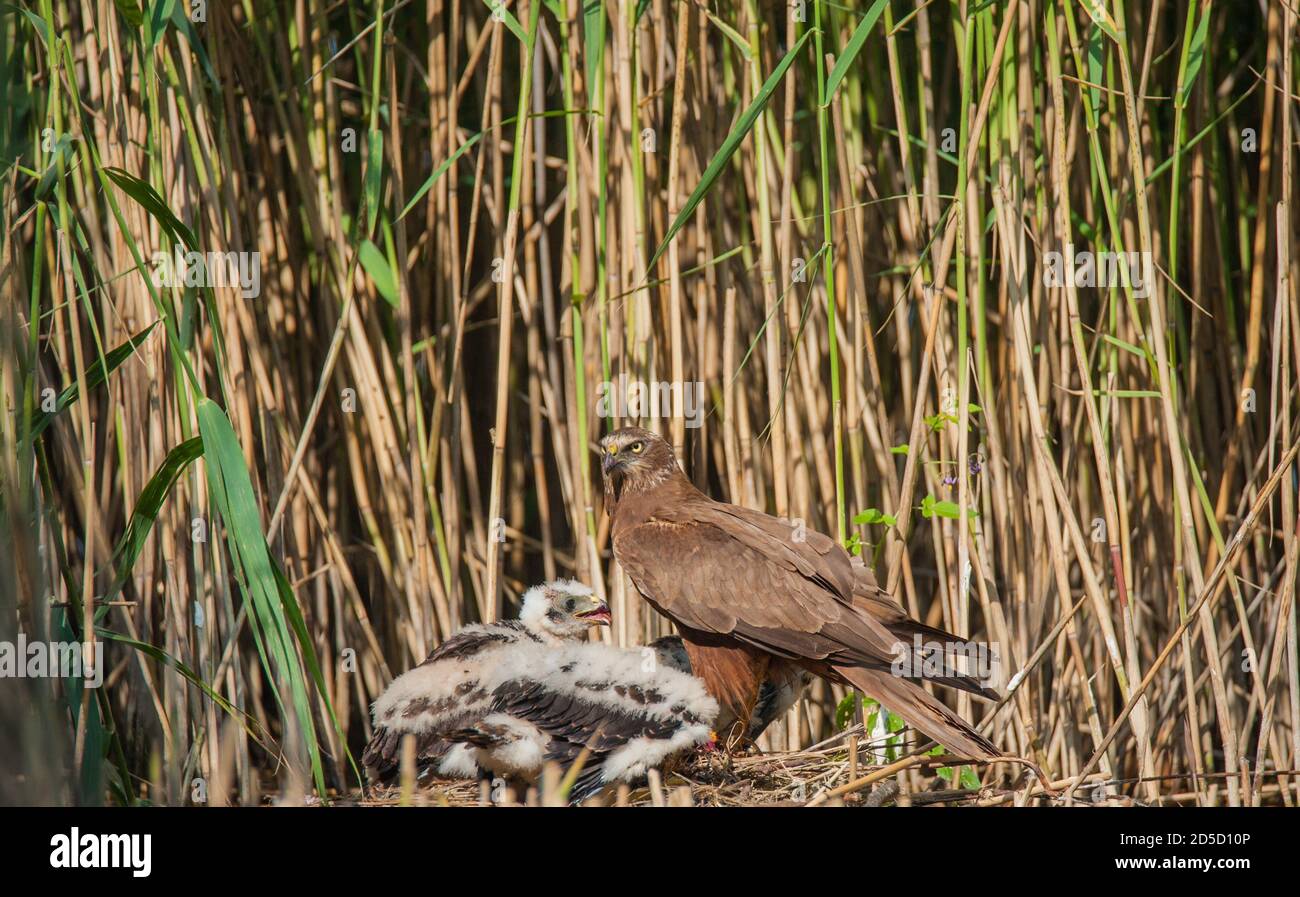 Primo piano di una palude più harrier con giovani al nido nel Reeds.The giovane ancora hanno il loro piombo luminoso. Foto Stock
