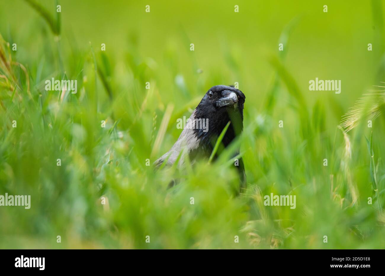 Primo piano di un corvo agganciato. Si nasconde nell'erba alta. Guarda direttamente nella fotocamera. Foto Stock